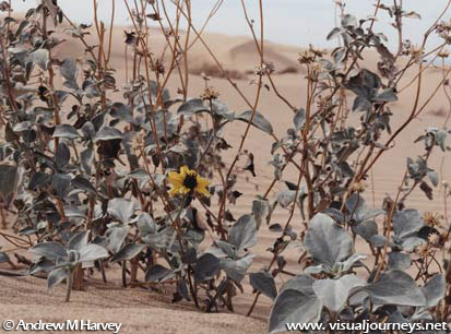 Algodones Dunes Sunflower