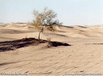 Lone Tree: Off road activities threaten important microphyll woodlands including this Palo Verde tree at the Algodones Dunes
